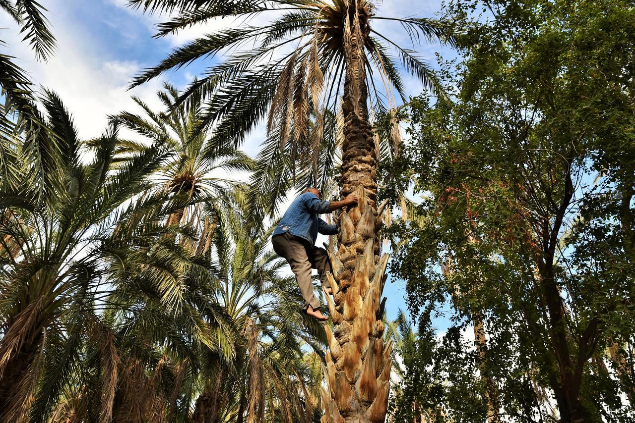 Dar Ezzahra Villa Tozeur Buitenkant foto